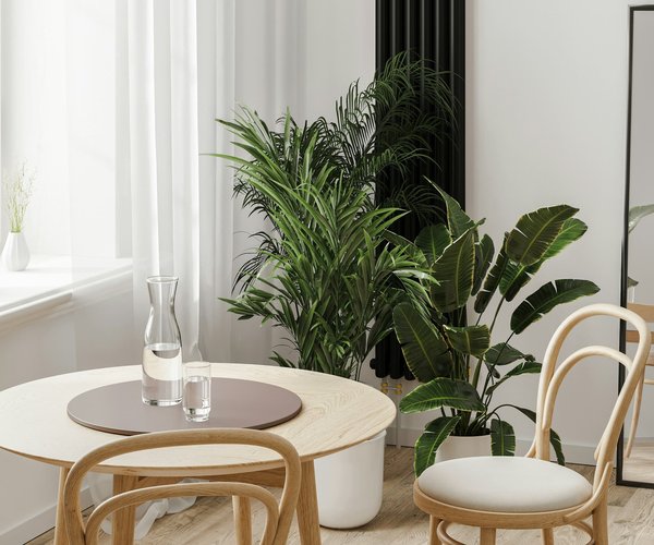 Comment intégrer une plante verte dans votre décoration d'intérieur ?
