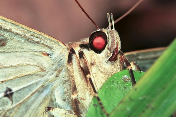 Les nématodes pour papillon palmier et charançon rouge : à quel moment les utiliser ?