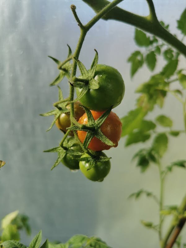 Top 5 raisons d'opter pour des graines de tomates reproductibles